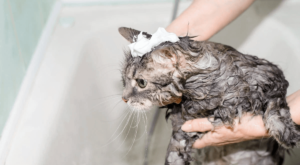 Comment laver son chat