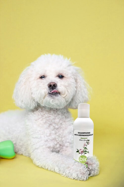 Traitement pour chien qui se gratte