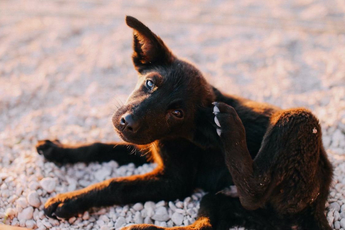 Pourquoi mon chien se gratte beaucoup ?