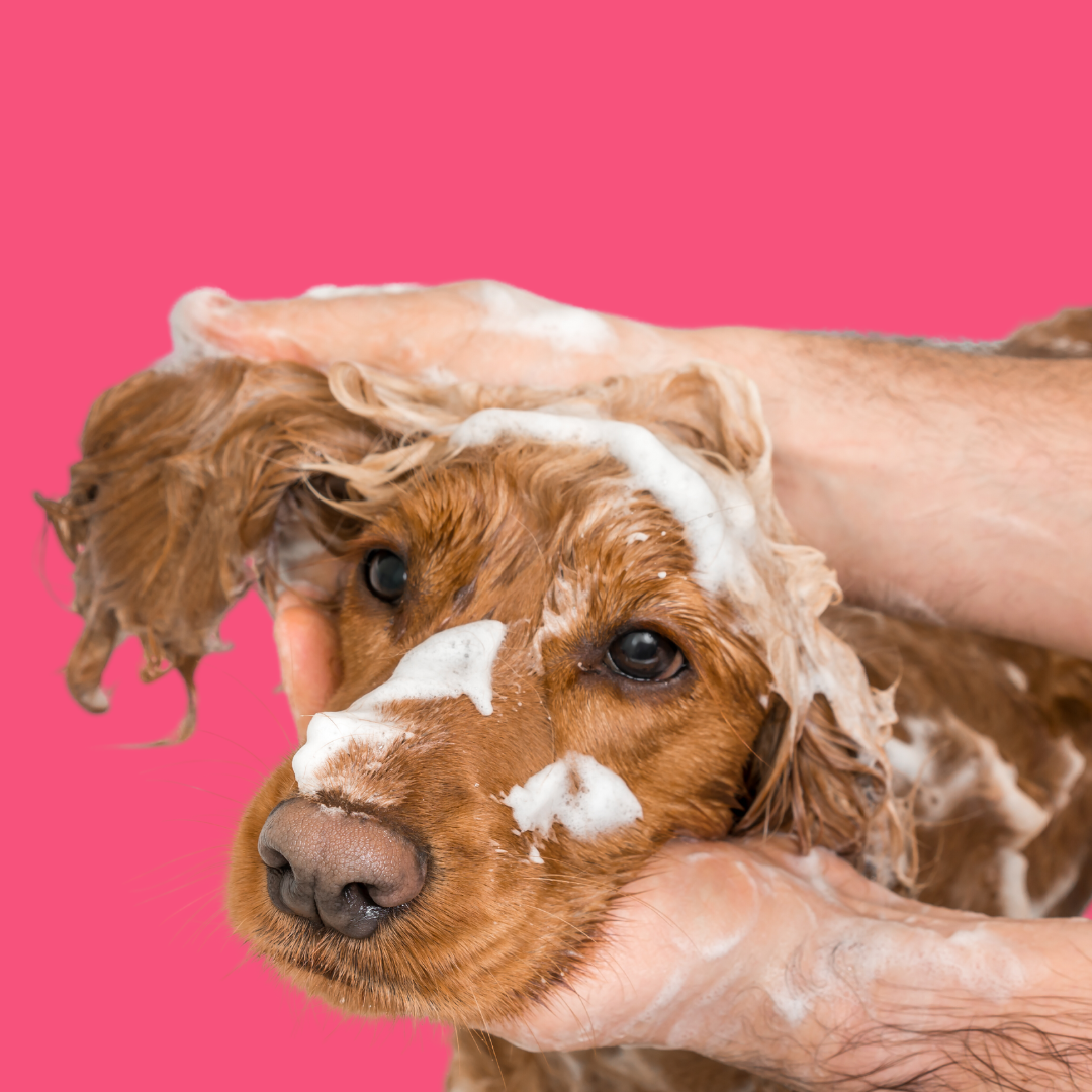 Lavage chien